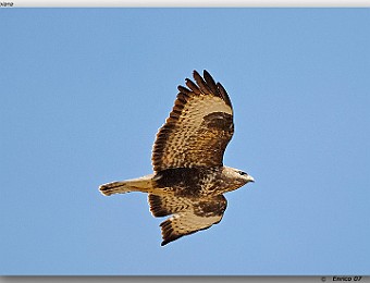 Animali 047